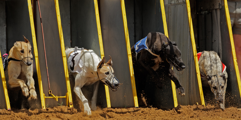 como-apostar-em-corrida-de-galgos como-apostar-em-corrida-de-galgos
